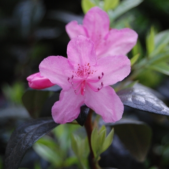 Rhododendron x 'Olga Mezitt' - PJM Rhododendron