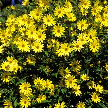 Helianthus 'Lemon Queen' - Lemon Queen Perennial Sunflower
