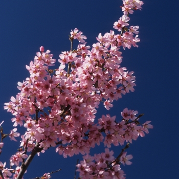 Prunus x 'Okame' - Okame Cherry