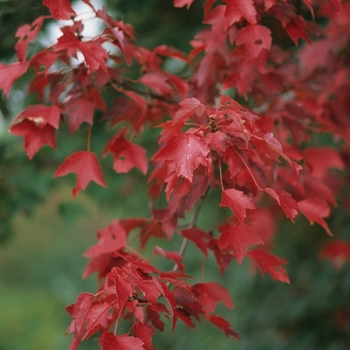 Acer rubrum 'Autumn Flame' - Autumn Flame Maple