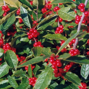 Ilex verticillata 'Winter Red' - Winter Red Winterberry