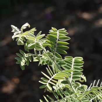 Amorpha canescens - Pursh Leadplant