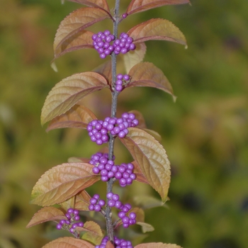 Callicarpa dichotoma 'Early Amethyst' - Beautyberry