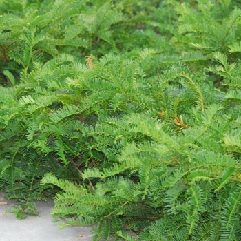 Cephalotaxus harringtonia 'Prostrata' - Prostrate Japanese Plum Yew