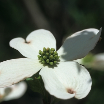Cornus florida 'Appalachian Snow' - Flowering Dogwood