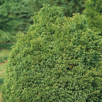 Cryptomeria japonica 'Globosa Nana' - Dwarf Globe Japanese Cedar