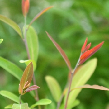 Lindera glauca 'Salisifolia' - Oriental Spicebush