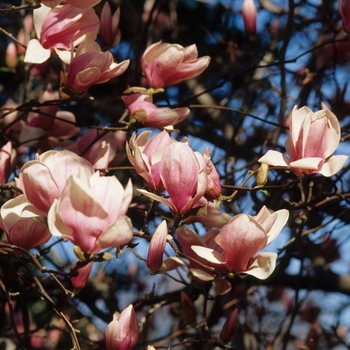 Magnolia x soulangiana 'Saucer' - Saucer Magnolia