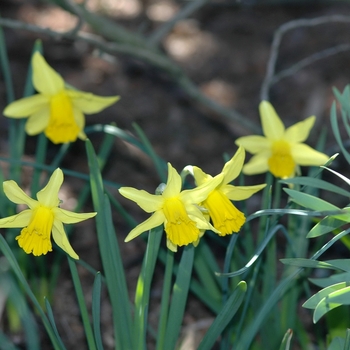 Narcissus 'February Gold' - February Gold Daffodil