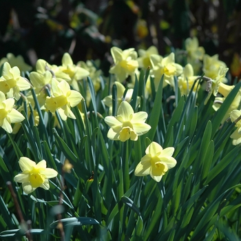 Narcissus 'Moonlight Sensation' - Moonlight Sensation Daffodil
