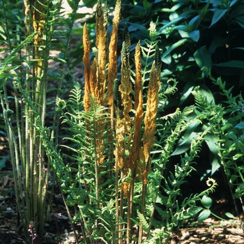 Osmundastrum cinnamomeum - Cinnamon Fern