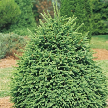 Picea abies 'Clanbrassiliana Stricta' - Norway Spruce