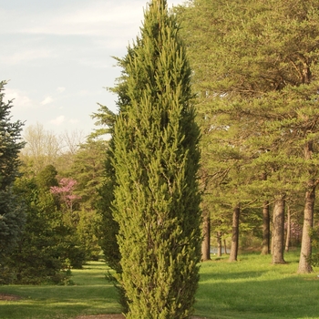 Picea abies 'Cupressina' - Norway Spruce