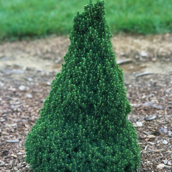 Picea glauca 'Jean's Dilly' - Dwarf Alberta Spruce