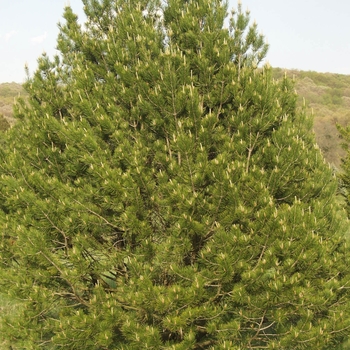 Pinus bungeana - Lacebark Pine