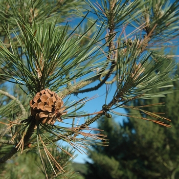 Pinus nigra Komet - Austrian Pine