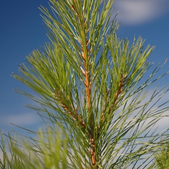Pinus taeda - Loblolly Pine