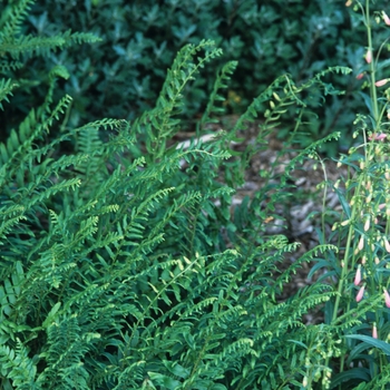 Polystichum acrostichoides - Christmas Fern