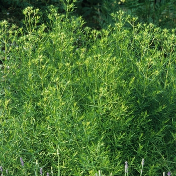 Pycnanthemum tenuifolium - Slender Mountain Mint