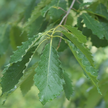 Quercus prinus - Chestnut Oak