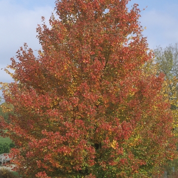 Acer rubrum - Red Sunset Maple