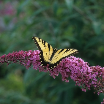Buddleia hybrid 'Pink Delight' - Butterfly Bush