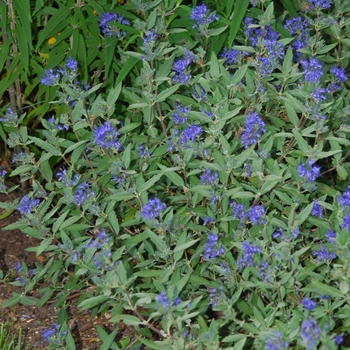 Caryopteris x clandonensis 'Longwood Blue' - Blue Mist Shrub