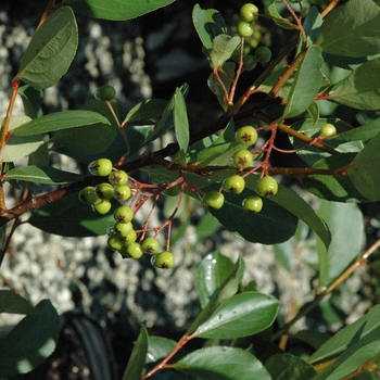 Aronia melanocarpa - Black Chokeberry Hedger