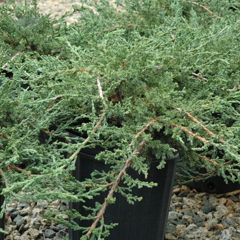 Juniperus chinensis 'Sargentii' - Sargent juniper