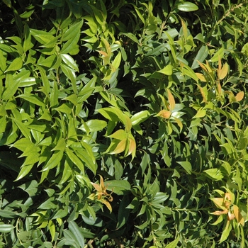 Agarista populifolia - Fetterbush
