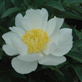 Paeonia lactiflora 'Krinkled White' - Krinkled White Peony