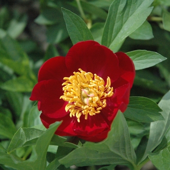 Paeonia hybrid - 'Scarlet O'Hara' 