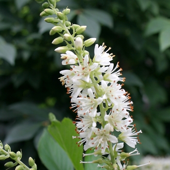 Clethra alnifolia (Summersweet) - Sugartina® 'Crystalina'