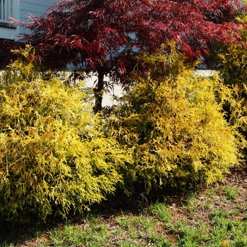 Chamaecyparis pisifera 'Golden Mop' - Golden Mop False Cypress