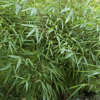 Fargesia rufa 'Green Panda™ ' - Bamboo