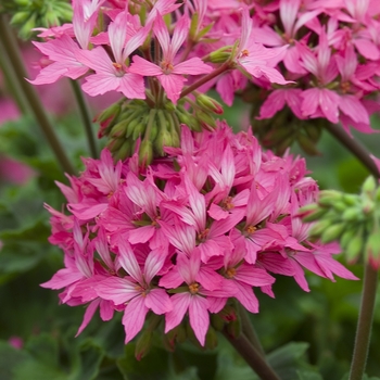 Pelargonium x hortorum 'Starlette Pink' - Geranium Zonal