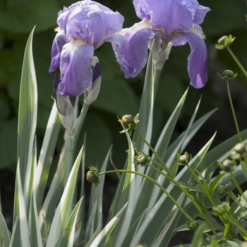Iris pallida - Sweet Iris