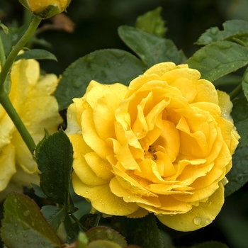 Rosa 'Julia Child' - Floribunda Rose