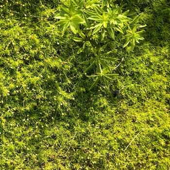 Sagina subulata 'Aurea' - Scotch Moss
