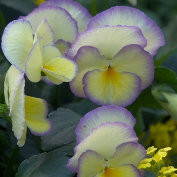 Viola cornuta - 'Etain'