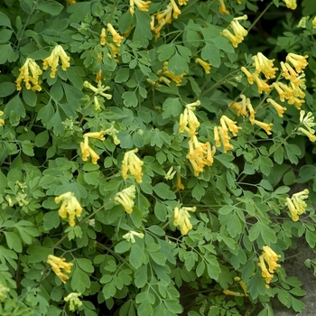 Corydalis lutea - Yellow Corydalis