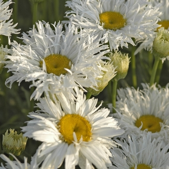 Leucanthemum x superbum - 'Crazy Daisy'