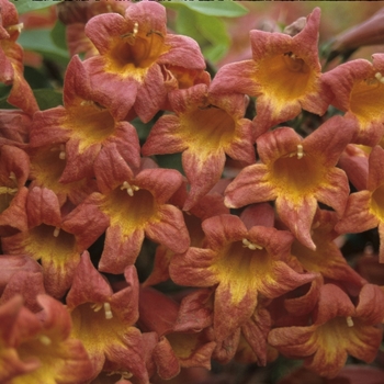 Bignonia capreolata - 'Tangerine Beauty' Crossvine