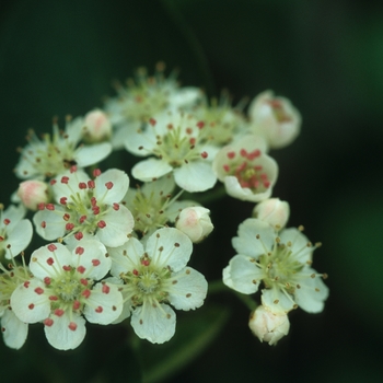 Aronia melanocarpa 'Morton' - Iroquois Beauty Chokeberry