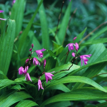 Bletilla striata 'Variegata' - Variegated Chinese Ground Orchid