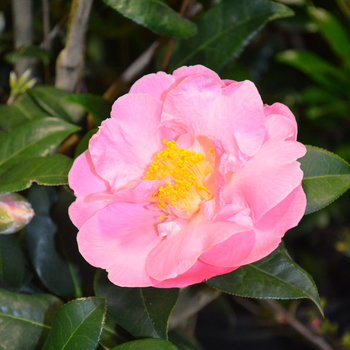 Camellia oleifera 'Pink Icicle' - Camellia