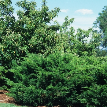 Juniperus chinensis 'Sea Green' - Sea Green Juniper