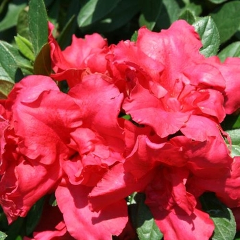 Rhododendron hybrid - Bloom-A-Thon® Red 