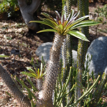 Pachypodium lamerei - Madagascar Palm