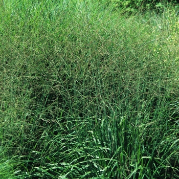 Molinia caerulea ssp. arundinacea 'Bergfreund' - Bergfreund Tall Moor Grass